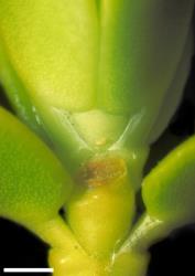 Veronica masoniae. Leaf bud with shield-shaped sinus. Scale = 1 mm.
 Image: W.M. Malcolm © Te Papa CC-BY-NC 3.0 NZ